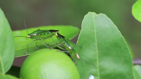 Lemon stink bug Stock Footage 208241490