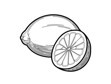 Lemon - a stylized fruit drawn in thin lines with strokes in a flat style. Co Stock Illustration