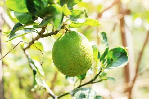 Lemon with sunlight. Stock Photos