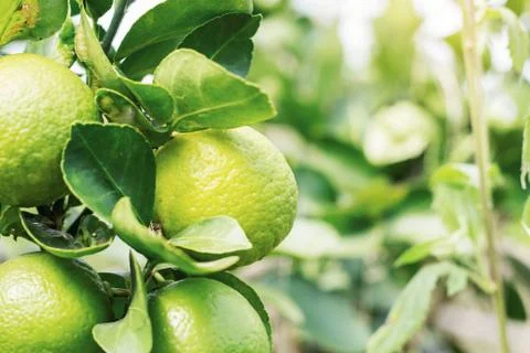 Lemon with sunlight. Stock Photos