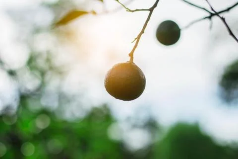 Lemon with sunlight. Stock Photos