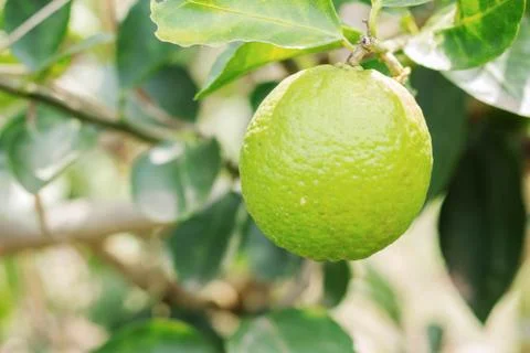 Lemon with the sunshine. Stock Photos