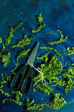 Lemon thyme and scissors on a blue abstract background Stock Photos