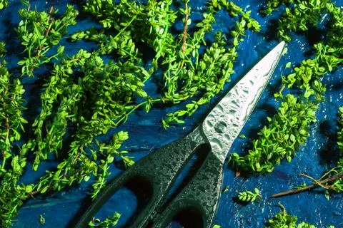 Lemon thyme and scissors on a blue abstract background Stock Photos