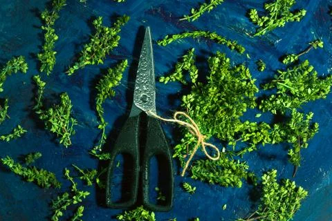 Lemon thyme and scissors on a blue abstract background Stock Photos