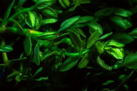 Lemon thyme on a blue abstract background close up Stock Photos