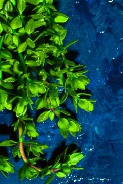 Lemon thyme on a blue abstract background close up Stock Photos