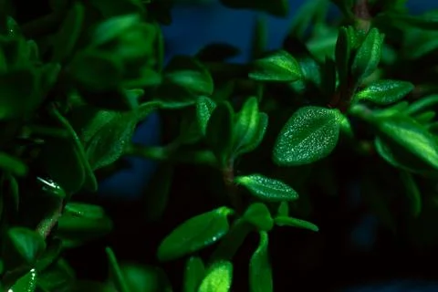 Lemon thyme on a blue abstract background close up Stock Photos