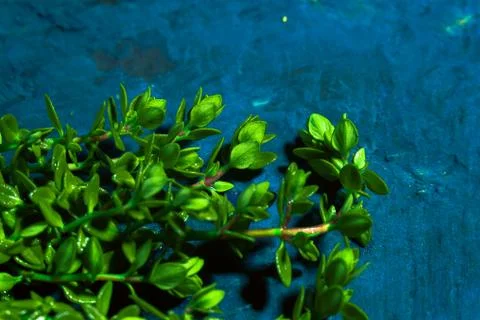 Lemon thyme on a blue abstract background close up Stock Photos