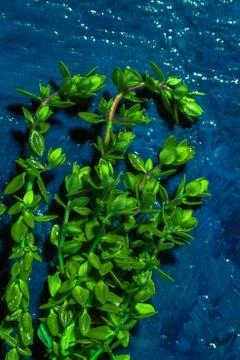 Lemon thyme on a blue abstract background close up Stock Photos