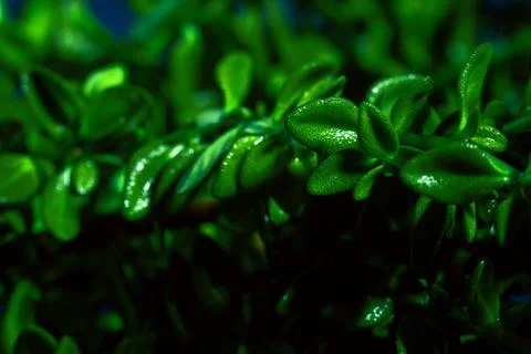 Lemon thyme on a blue abstract background close up Stock Photos