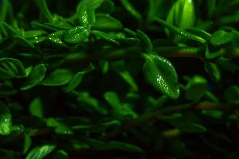 Lemon thyme on a blue abstract background close up Stock Photos