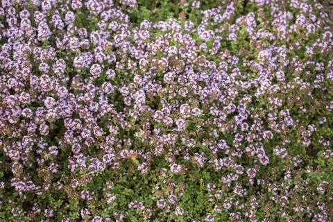 Lemon thyme Stock Photos