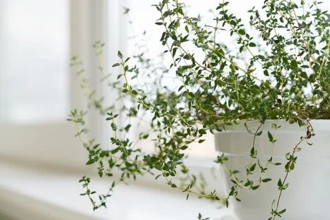 Lemon thyme plant Stock Photos