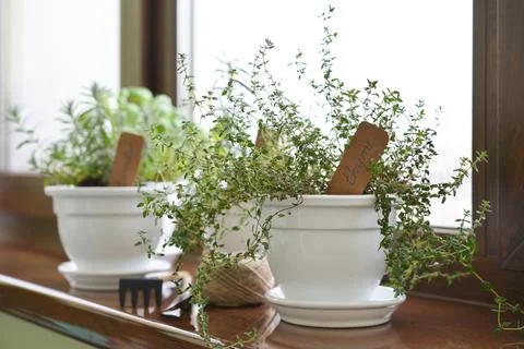 Lemon thyme plant Stock Photos