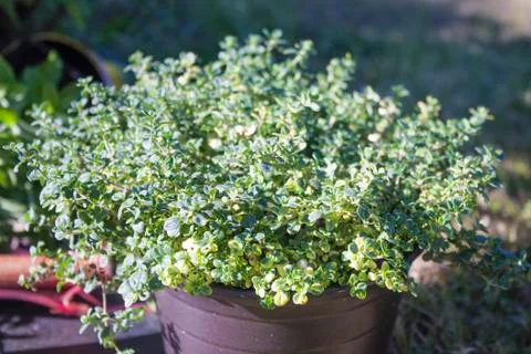 Lemon thyme pot Stock Photos