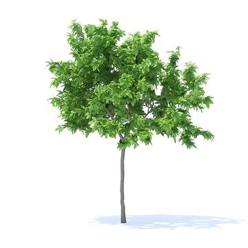 3D Модель: Lemon Tree 3D Model 2.4m # 91444283 | Pond5