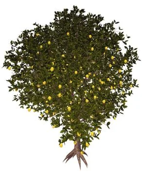 Lemon tree - 3D render Stock Illustration