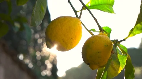 Lemon tree and the rays of the sun Stock Footage 71894533