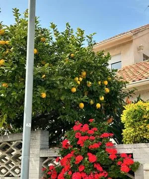 Lemon Tree and Red Geraniums in a Mediterranean Garden by a House Stock Photos