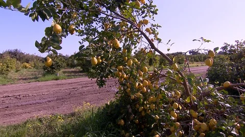 Lemon tree and road Stock Footage 86908336
