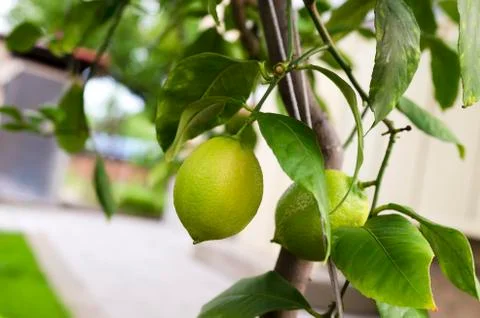 Lemon tree in a backyard Foto stock
