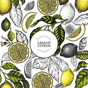 Lemon tree banner template. Hand drawn vector fruit illustration. Engraved st Stock Illustration