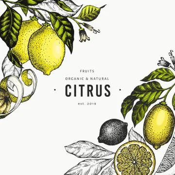 Lemon tree banner template. Hand drawn vector fruit illustration. Engraved st Illustrazione stock