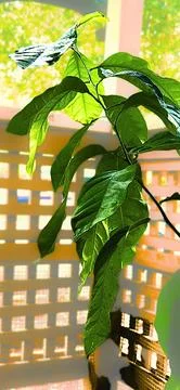 Lemon Tree basking in the sunlight Stock Photos