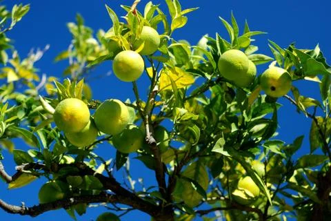 Lemon tree with beautiful lemons Stock Photos