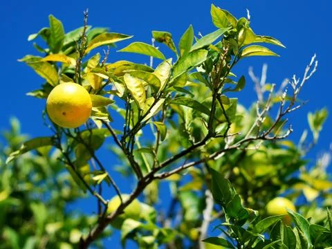 Lemon tree with beautiful lemons Stock Photos