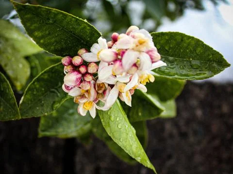 Lemon tree in bloom in early spring, pinky white flowers with green wet leaves Stock Photos