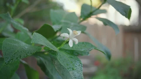 Lemon tree bloom rain day Stock Footage 292019191