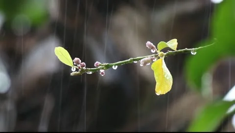 Lemon tree blosom during heavy storm and rain weather Stock-Footage 10836694