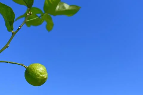 Lemon on a tree with blue sky background Stock Photos