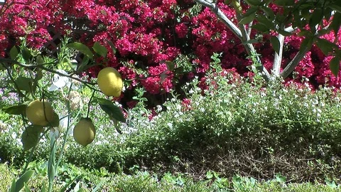 Lemon tree with Bougainvillea Stock Footage 90105278