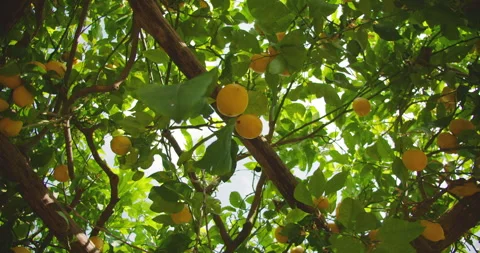 A lemon tree branch with bright yellow lemons hanging amidst lush green leaves Stock Footage 277402412
