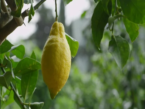 Lemon on a tree branch Stock Footage 74687302