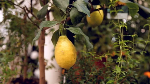 Lemon on a tree branch Vídeo Stock 98594514