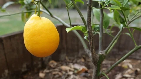 Lemon on tree branch in garden Stock Footage 74985018