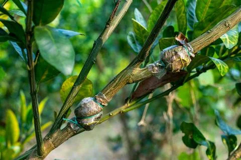 A lemon tree branch grafting process with soil and polythene Stock-Fotos