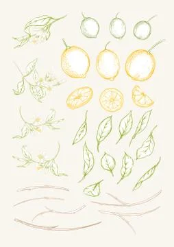 Lemon tree branch Stock Illustration