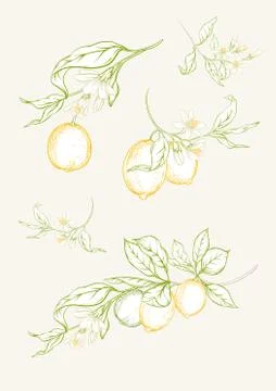 Lemon tree branch Stock Illustration