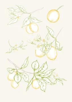 Lemon tree branch Stock Illustration
