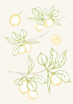 Lemon tree branch Stock Illustration