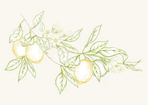Lemon tree branch Stock Illustration