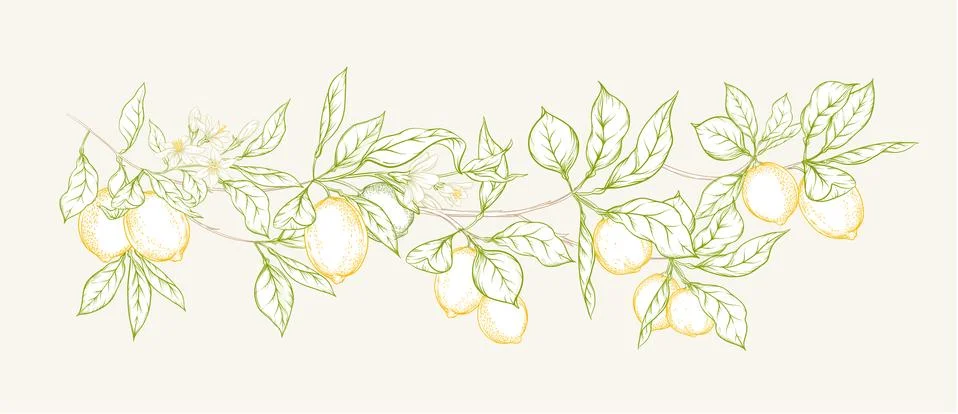 Lemon tree branch Stock Illustration