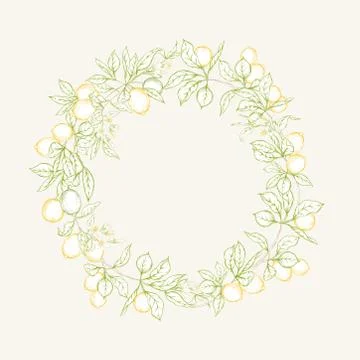 Lemon tree branch Stock Illustration