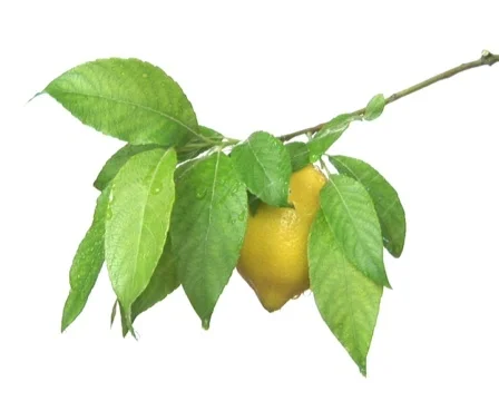 Lemon tree branch with lemon under the rain 2 Video stock 558245