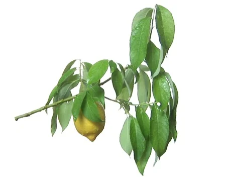 Lemon tree branch with lemon under the rain Video stock 558293